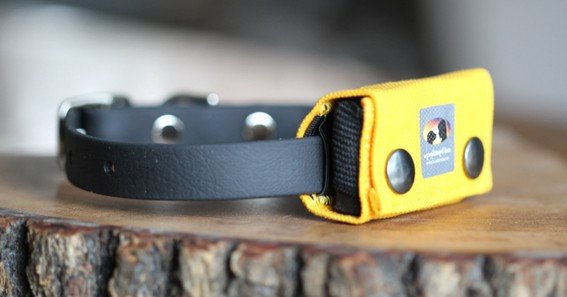 fi cat collar